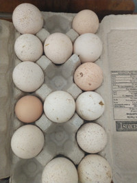 Turkey hatching eggs