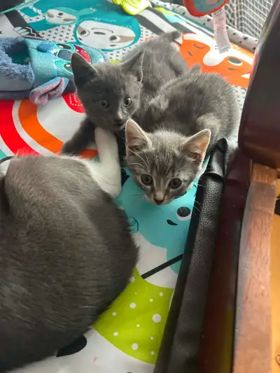 Kittens 100$, View more