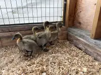 Ducklings (Cayuga/crested) 