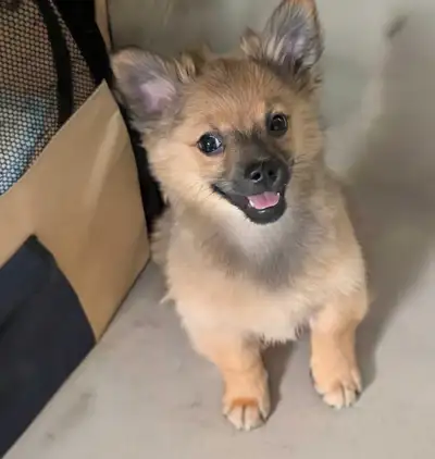 Playful cuddly Pomchi puppy, View more