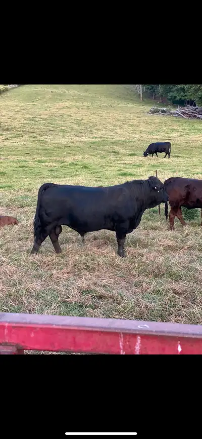 Purebred Limousin Bull , View more