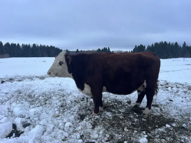 Bred cows in Livestock in Sudbury - Image 5