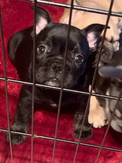 Beautiful frenchie ! Male Ready For new home A small deposit will be required Magnifiques frenchie !...