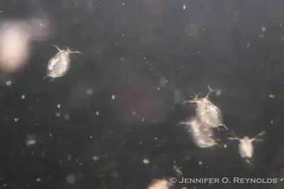 Live Fish Food Cultures - Daphnia, White, Grindal and Microworms, View more