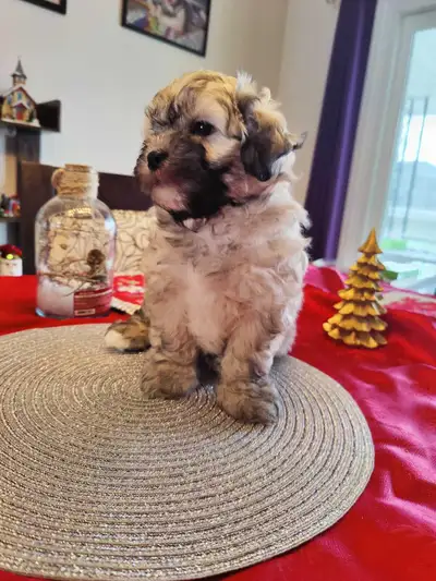 Malshi puppies, View more