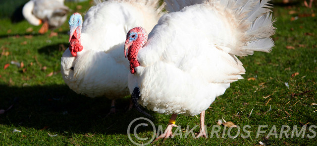 Turkey Poults in Livestock in Tricities/Pitt/Maple - Image 2
