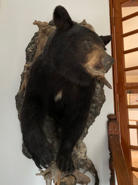 Bear, mounted 