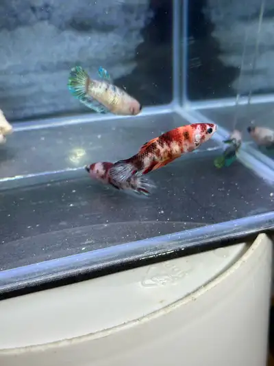 Female Koi betta, View more