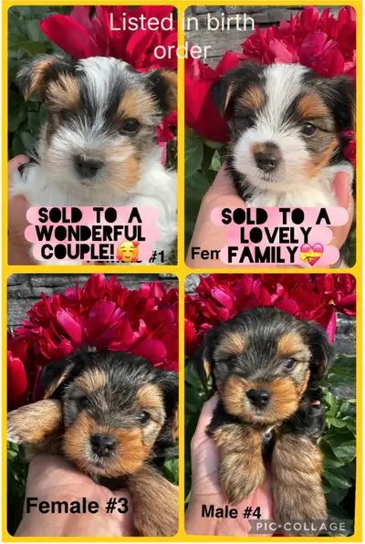 Biewer Yorkie Puppies - 2 girls and 1 boy *New pictures*, View more