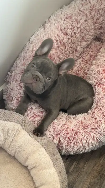 Meet Joe, our stunning 7-month-old CKC-registered lilac male French Bulldog looking for his perfect...