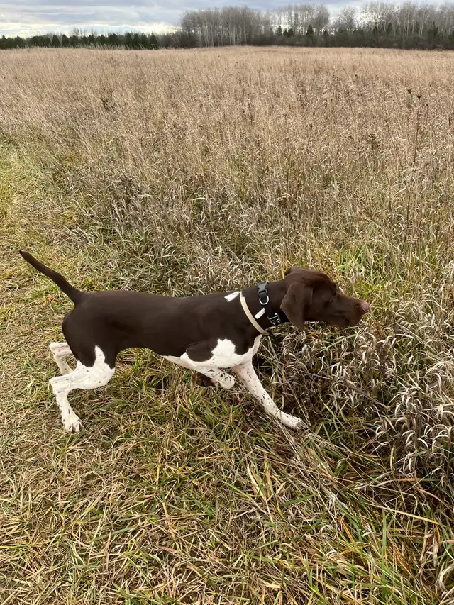 German Shorthair Pointer  Puppies Registered in Dogs & Puppies for Rehoming in Windsor Region - Image 10