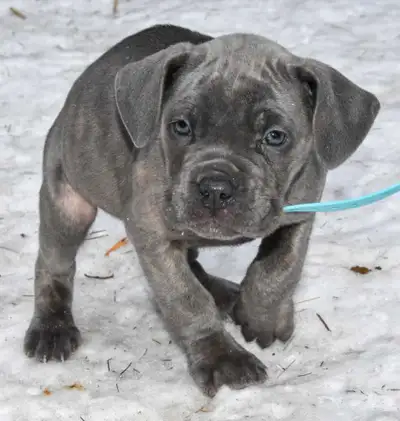 Females available ICCF Registered. Import lines from Bulgaria, Serbia, Macedonia and Brazil with lot...