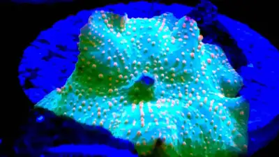 Not your usual brown or green corals ! Hand picked and pest free !