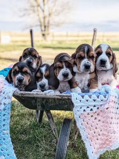 Blossoming Bassett Hound Puppies: One Male Left !, View more