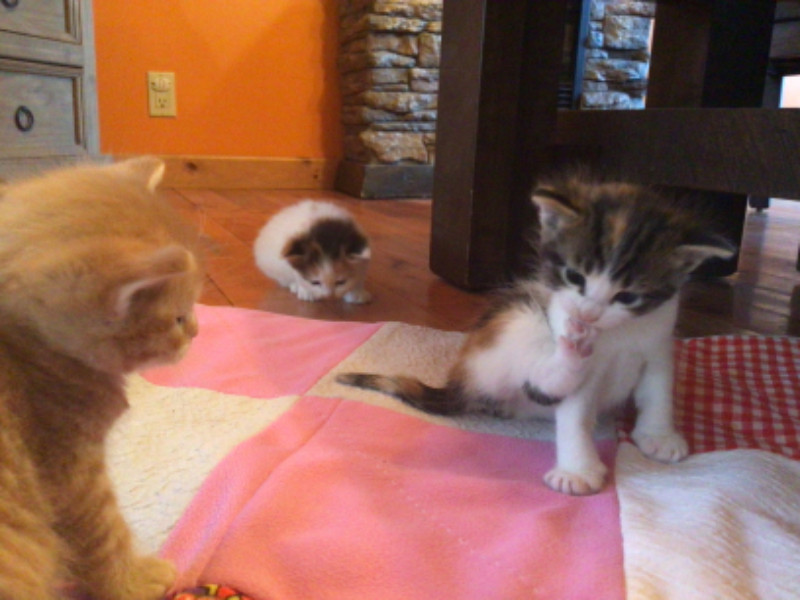 Free kittens Cats & Kittens for Rehoming North Bay Kijiji