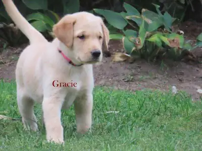 Golden retriever  mix puppies , View more