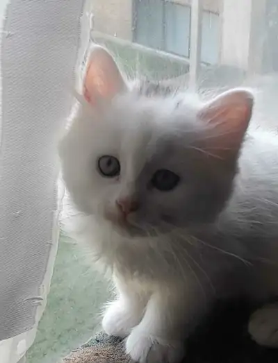 Beautiful kitten, View more