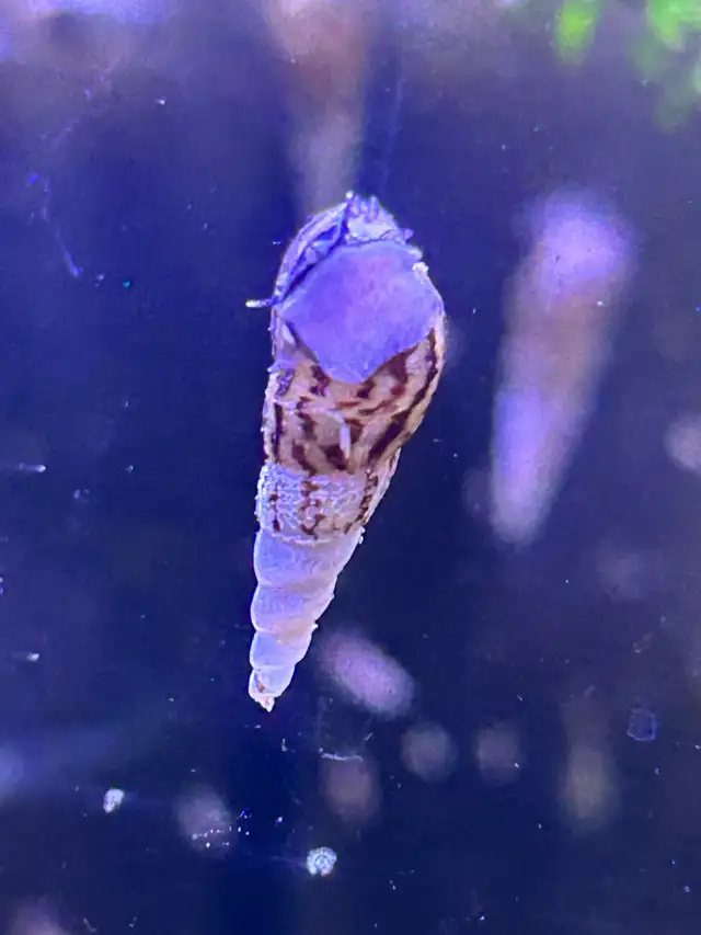 Malaysian trumpet snails $0.50 each in Fish for Rehoming in Brantford - Image 2