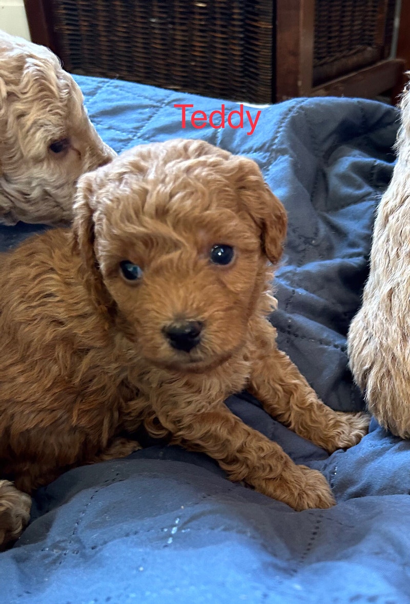 Miniature Goldendoodle puppies Dogs & Puppies for Rehoming Gatineau