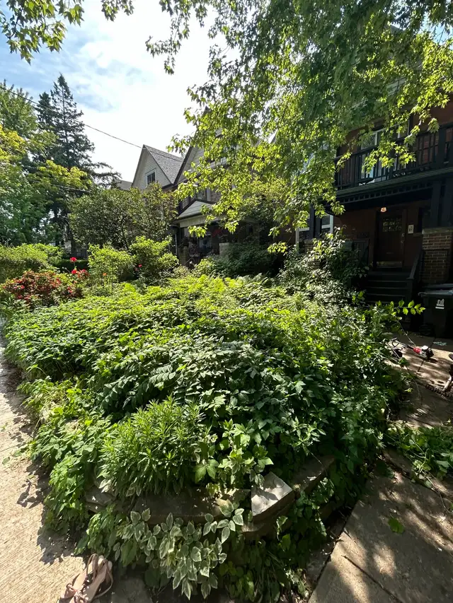 Lawn care + Yardwork in Lawn, Tree Maintenance & Eavestrough in City of Toronto - Image 6