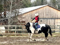 Horse available for on-site part-board in Muskoka.