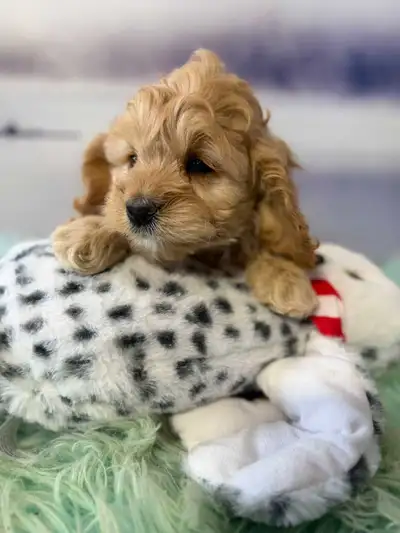 Cockapoo Puppies(2 Puppies Left), View more
