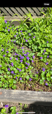 Perennial Plant Purple 12 Bunches-Folliage 