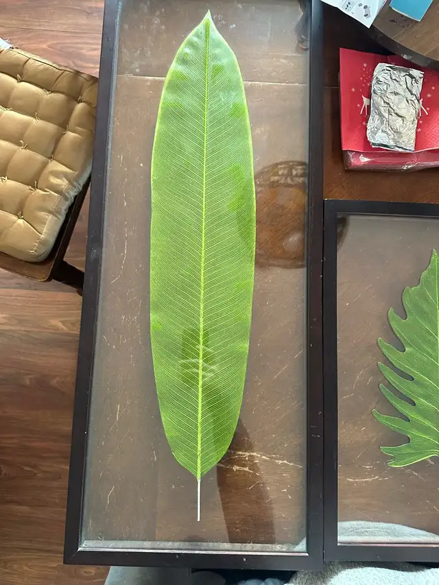 Framed Leaf Art in Home Décor & Accents in Lethbridge - Image 3