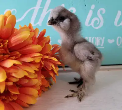 Northern Lights Poultry and Homestead has pure Crested/Bearded Silkie Chick's available. Blues, pain...