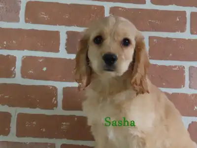 3 sweet female cockapoo puppies looking for a new home Vet checked with shots and deworming done +1...