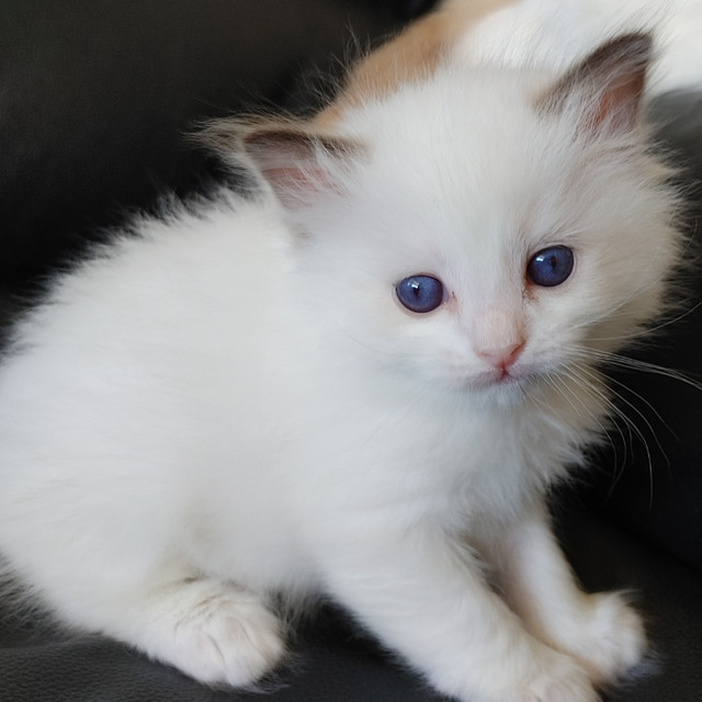 Purebred Ragdoll Kitten in Cats & Kittens for Rehoming in Burnaby/New Westminster - Image 2