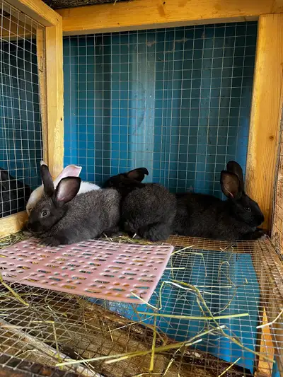 75% New Zealand & 25% Flemish Giant Rabbits. Born 29-May-2025. Males and Females available. Last 2 p...