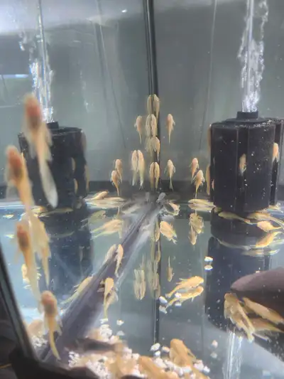 Albino Bristlenose Plecos long and short fin, View more