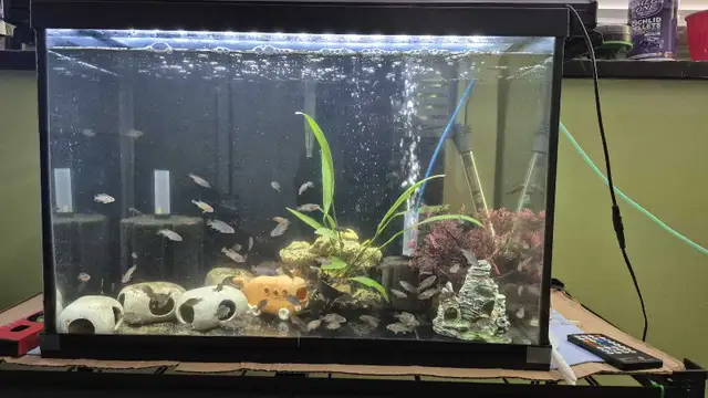 african cichlids in Fish for Rehoming in Lethbridge - Image 3