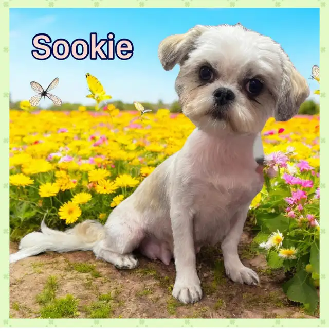 Shih Tzu female in Dogs & Puppies for Rehoming in Ottawa - Image 7