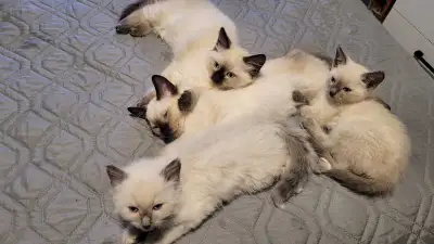 Male Siamese kittens, View more