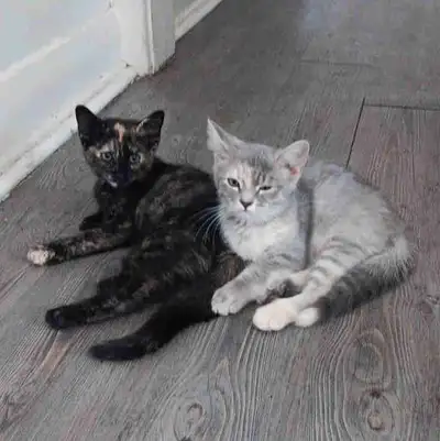 kittens ready for loving home, View more