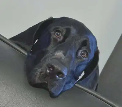 German shorthaired pointer available, View more