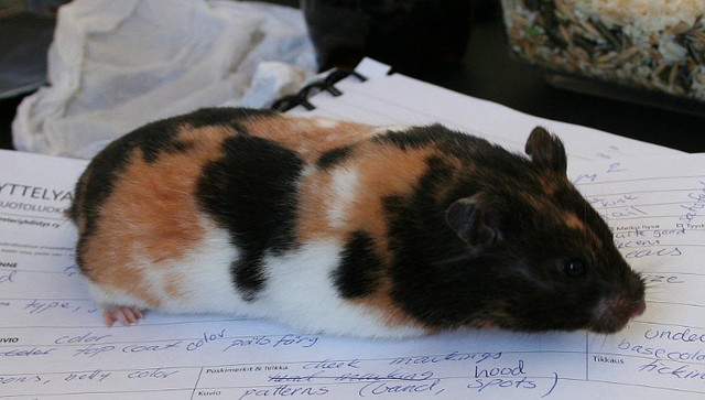 À LA RECHERCHE - LOOKING FOR - CALICO SOURIS OU HAMSTER dans Petits animaux à adopter  à Ouest de l’Île