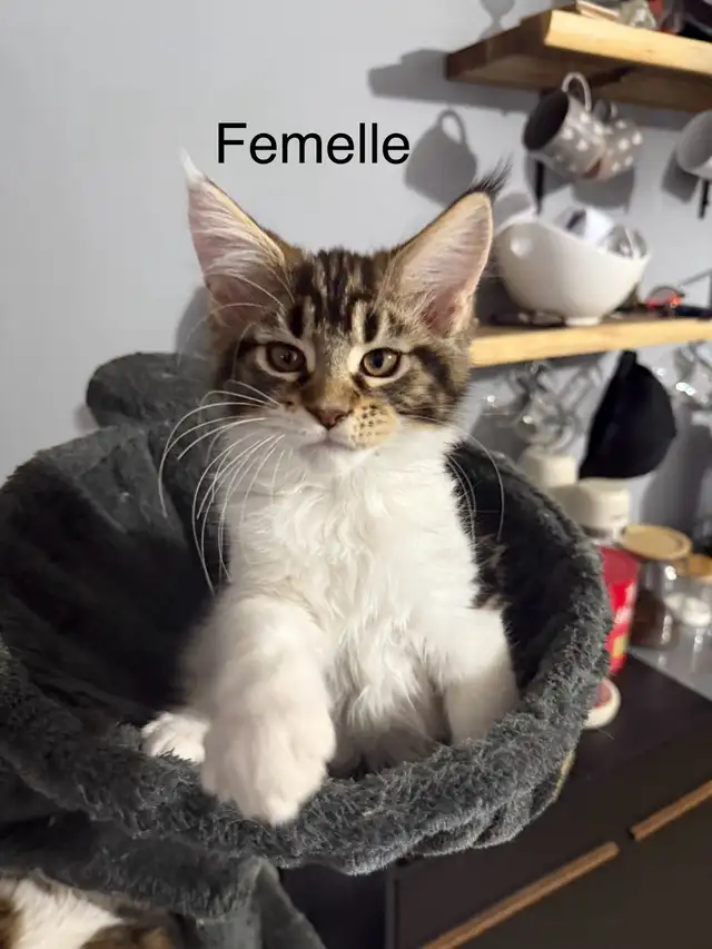 Main Coon in Cats & Kittens for Rehoming in Laurentides - Image 3