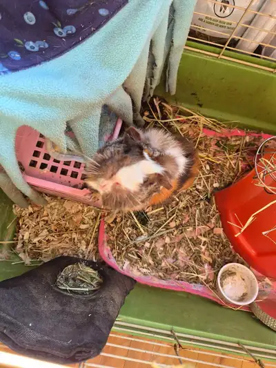 guinea pig, View more