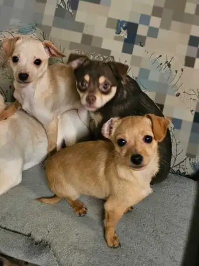 Chihuahua puppies, View more