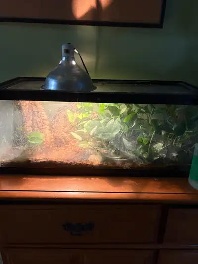 Mourning Gecko Colony , View more