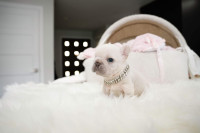 french Bulldogs puppies AVAILABLE