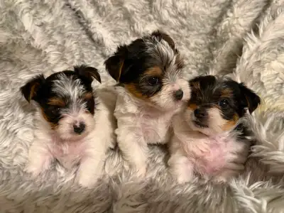 Adorable Biewer Yorkie Puppies, View more