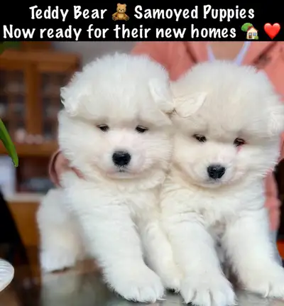 TEDDY BEAR FACED SAMOYED PUPPIES NOW TAKING RESERVATIONS IN GTA, View more