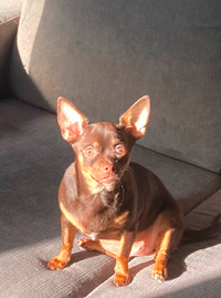 Chihuahua Adorable Chocolate Girl.