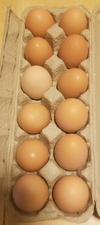 Farm Fresh eggs.