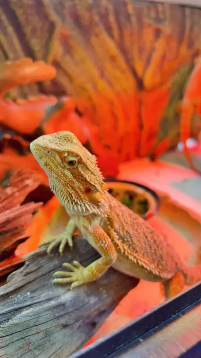 9 months bearded dragon boy rehome , View more