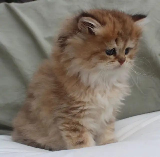 Rare Teddy Bear Kittens (British Longhair) in Cats & Kittens for Rehoming in Winnipeg - Image 10